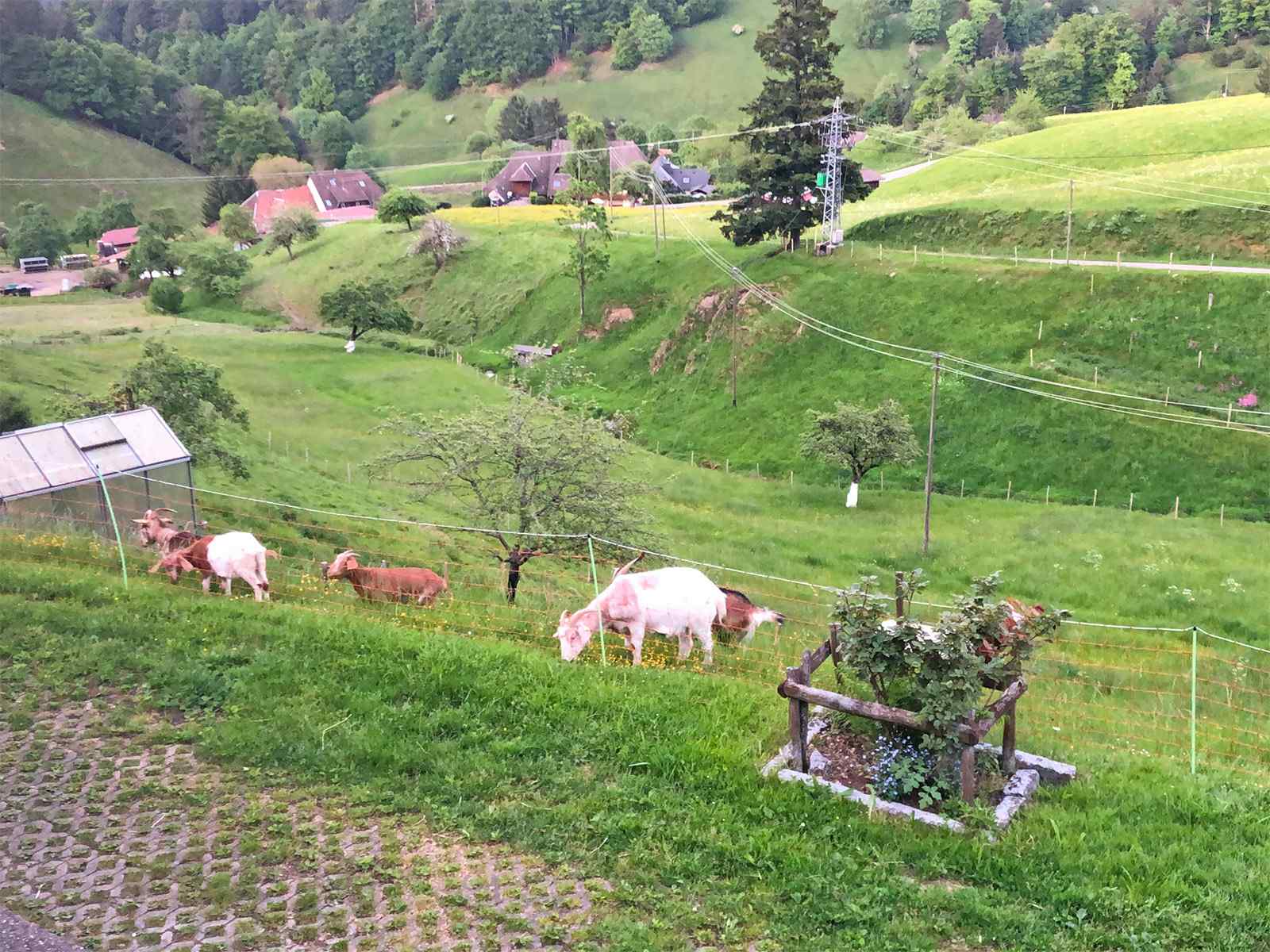 Ziegen am Haus